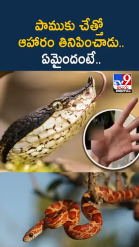 Snake Bite: పాముకు చేత్తో ఆహారం తినిపించాడు.. చివరకు ఏమైందంటే..