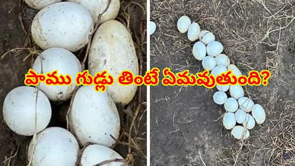 పాము గుడ్లు తింటే ఏమవుతుందో తెలుసా..? తెలిస్తే కళ్లు బైర్లు కమ్మాల్సిందే..!