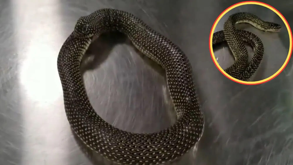 Viral video: వింత అంటే ఇది.. ఆత్మహత్య చేసుకోబోతున్న పామును కాపాడిన మనిషి!