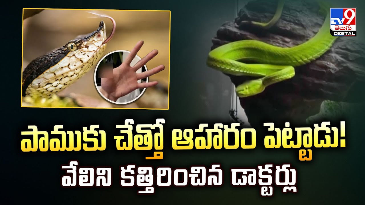పాముకు చేత్తో ఆహారం పెట్టాడు !! కట్ చేస్తే.. చేతి వేలు కాస్తా.. పాముకు చేత్తో ఆహారం పెట్టాడు !! కట్ చేస్తే.. చేతి వేలు కాస్తా..