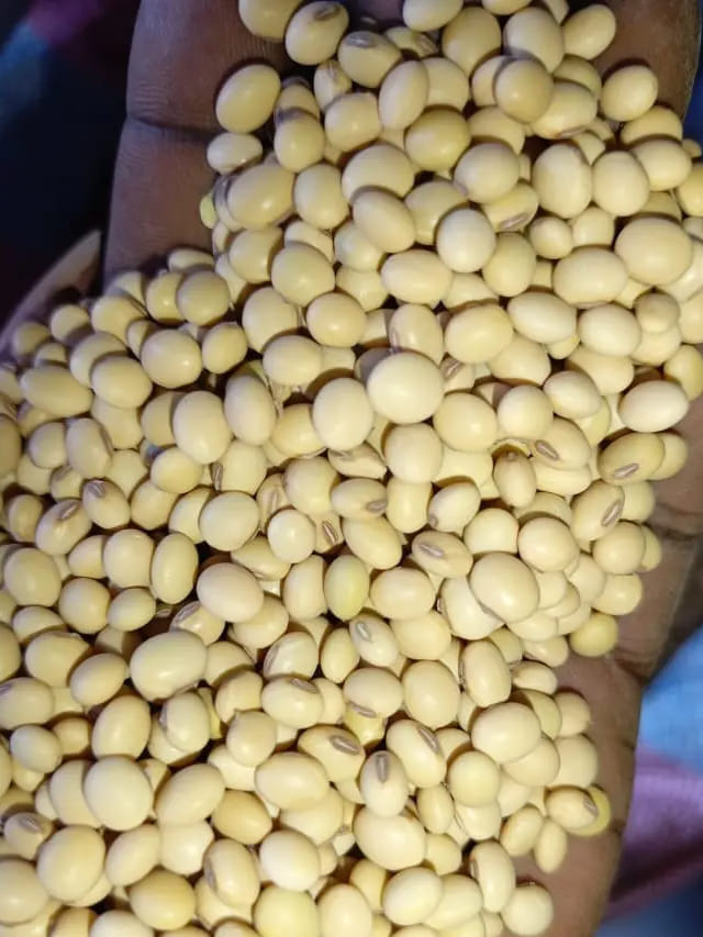 వామ్మో.. సోయాబీన్స్ వారికి మాత్రం విషంతో సమానమా..?