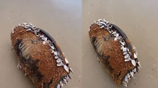 పాకిస్తాన్ ప్రధాని షాబాజ్ షరీఫ్‌పై అరెస్ట్ వారెంట్.. ఇక్కడ అడుగు పెడితే జైలుకే..!