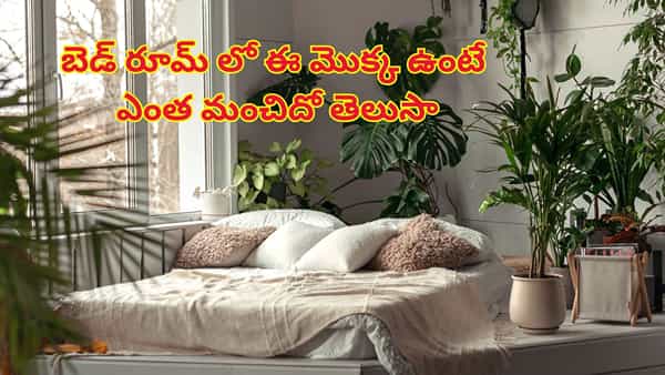 బెడ్ రూమ్ లో ఈ మొక్క ఉంటే ఎంత మంచిదో తెలుసా ? అద్భుతమైన ప్రయోజనాలు..
