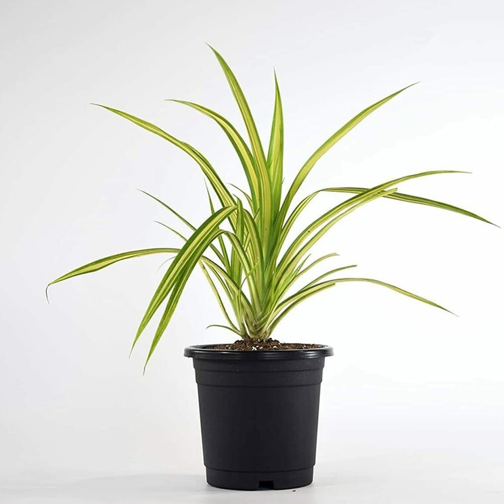 స్పైడర్ మొక్క: ఇంట్లో పెంచుకునేందుకు అనువైన మొక్కల్లో స్పైడర్ కూడా ఒకటి.ఈ మొక్క దాని ఆకులను సాలెపురుగుల వలె విస్తరిస్తుంది. అందుకే దీన్ని స్పైడర్ మొక్క అంటారు. దీన్ని కుండలో ఉంచి మీ ఇంట్లో పెట్టుకోవడం ద్వారా చాలా ఆకర్షణీయంగా కనిపిస్తుంది. దీన్ని ఒకసారి నాటితే చాలా కాలం పాటు చిన్న మొక్కలను ఉత్పత్తి చేస్తుంది. ఇలా మీరు ఈ మొక్కను ఇంటి వరండాలో లేదా కిటికీ దగ్గర లేదా మీ బాల్కనీలో వేలాడదీయవచ్చు.