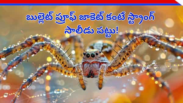ఇనుము కంటే ఐదు రెట్లు బలమైనది.. బుల్లెట్ ప్రూఫ్ జాకెట్కంటే స్ట్రాంగ్ ఈ సాలీడు పట్టు..!