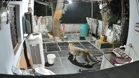 Viral Video: ఇంట్లోకి చిరుత ఎంట్రీ.. ఆ తర్వాత ఏం జరిగిందంటే...