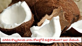 పగిలిన కొబ్బరికాయ వారం రోజుల్లోనే కుళ్లిపోతుందా? ఇలా చేయండి..