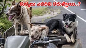 కుక్కలు ఎక్కువగా ఎవరిపై దాడి చేస్తాయో తెలుసా..?