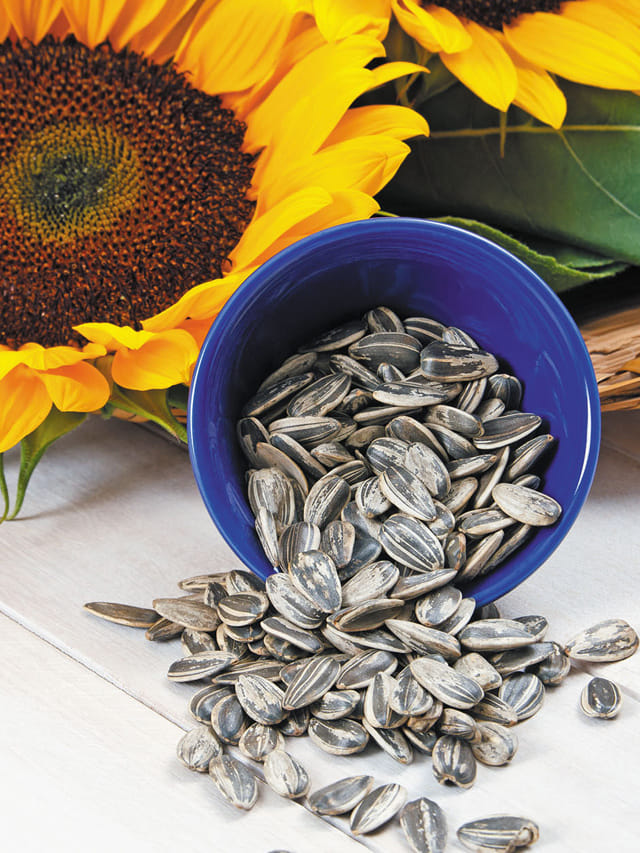 చూస్తే చిన్నవే కానీ.. సన్ ఫ్లవర్ సీడ్స్‌తో ఎన్ని లాభాలో..