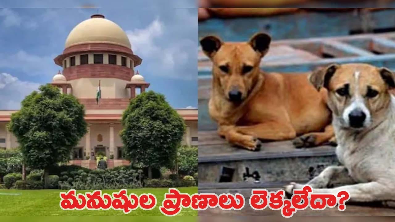 వీధికుక్కలు ప్రాణాలు తీస్తుంటే.. కళ్ళు మూసుకుని కూర్చోవాలా..?: సుప్రీంకోర్టు ఆగ్రహం..!
