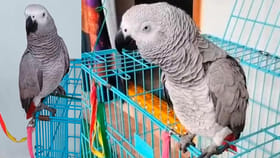 పోలీస్ స్టేషన్‌కు చేరుకున్నచిలుక పంచాయితీ..