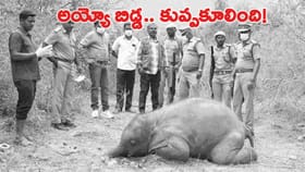 నోట్లో నాటు బాంబు పేలి.. పిల్ల ఏనుగు దుర్మరణం!