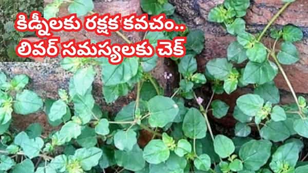 ఇదేదో పిచ్చిమొక్క అని పీకేస్తే మీకే లాస్.. పాడైపోయిన శరీర అవయవాలకు మళ్ళీ కొత్త జీవం పోసే సంజీవని..!