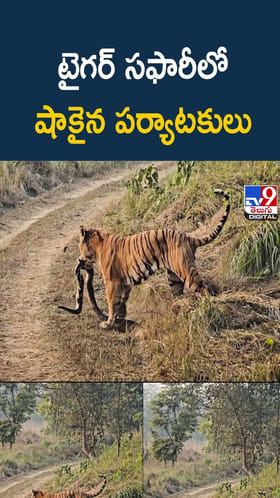 టైగర్‌ సఫారీలో షాకైన పర్యాటకులు