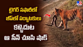 టైగర్‌ సఫారీలో జీప్‌లో పర్యాటకులు..కళ్ళెదుట ఆ సీన్ చూసి షాక్‌