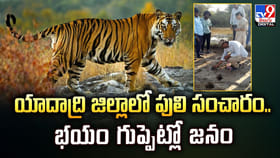 యాదాద్రి జిల్లాలో పులి సంచారం.. భయం గుప్పెట్లో జనం