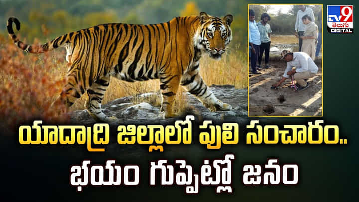 యాదాద్రి జిల్లాలో పులి సంచారం.. భయం గుప్పెట్లో జనం యాదాద్రి జిల్లాలో పులి సంచారం.. భయం గుప్పెట్లో జనం
