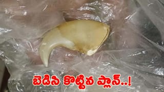 Andhra: అక్కడి పావురాలకు, కాకులకు ఏమైంది.. ఎందుకు ఇలా.. మిస్టరీగా మారిన మరణాలు