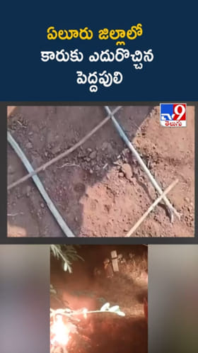 వామ్మో.. ఏలూరు జిల్లాలో కారుకు ఎదురొచ్చిన పెద్దపులి..!