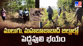 ములుగు, మహబూబాబాద్ జిల్లాల్లో పెద్దపులి భయం