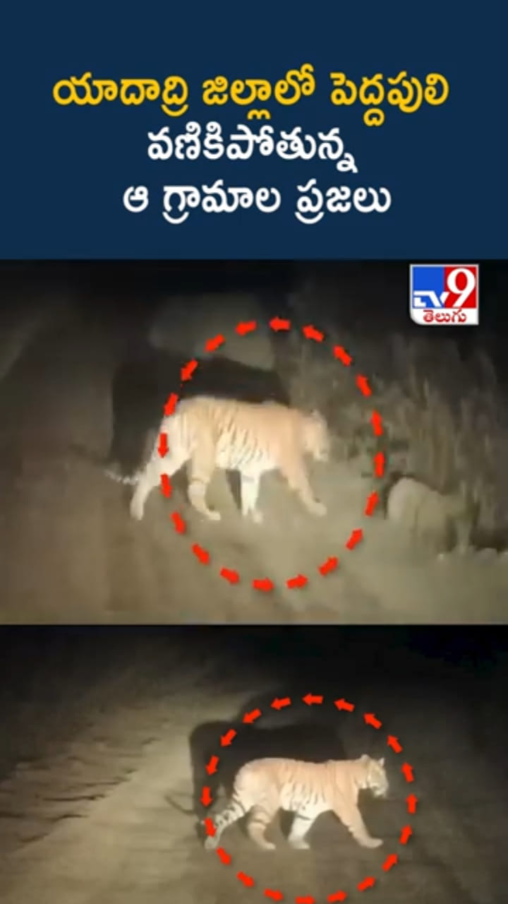 యాదాద్రి జిల్లాలో పెద్దపులి.. గజగజ వణికిపోతున్న స్థానికులు