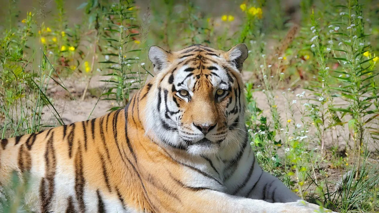 Tiger: పులి ఎముకలకు అన్ని కోట్లా.? మీరు అస్సలు ఊహించలేరు..