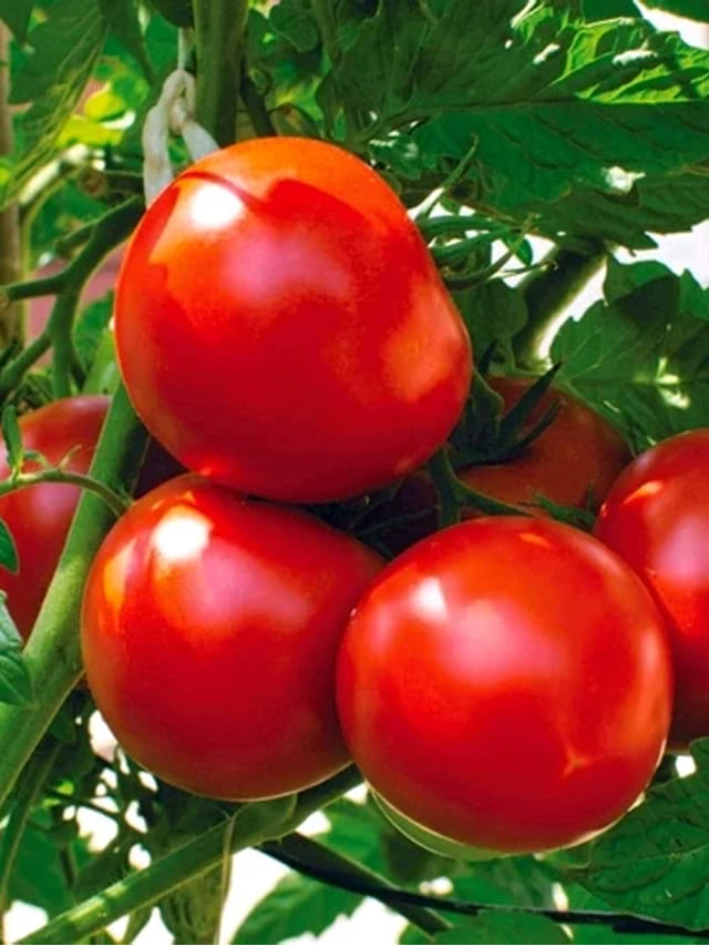 ఎర్రని టమాటోతో ఎన్నో లాభాలు.. పచ్చిది తింటే మతిపోయే ప్రయోజనాలు..