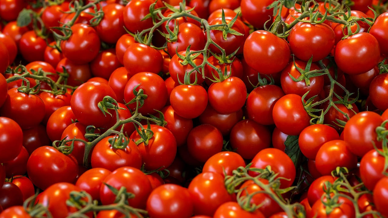 
టమాటాలు ఎక్కువగా తింటే కడుపు మంట సమస్యలు తలెత్తుతాయి. వీటిని తిన్న తర్వాత అజీర్తి , జీర్ణ సమస్యలు వస్తాయి. కాబట్టి, వీటిని ఎక్కువగా తినకండి. 