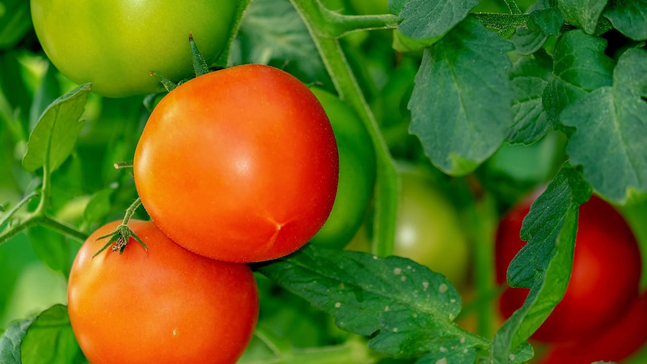 ముఖ్యంగా,  కిడ్నీలో రాళ్లు ఉన్నవారు కొంచం జాగ్రత్తగా ఉండాలి. వీటిలో ఉండే ఆక్సలేట్ అనే పదార్ధం కిడ్నీలో రాళ్లను పెరిగేలా చేస్తుంది. అలర్జీ సమస్యలున్న వాళ్లు కూడా టమాటాలను తినకపోవడమే మంచిది. 
