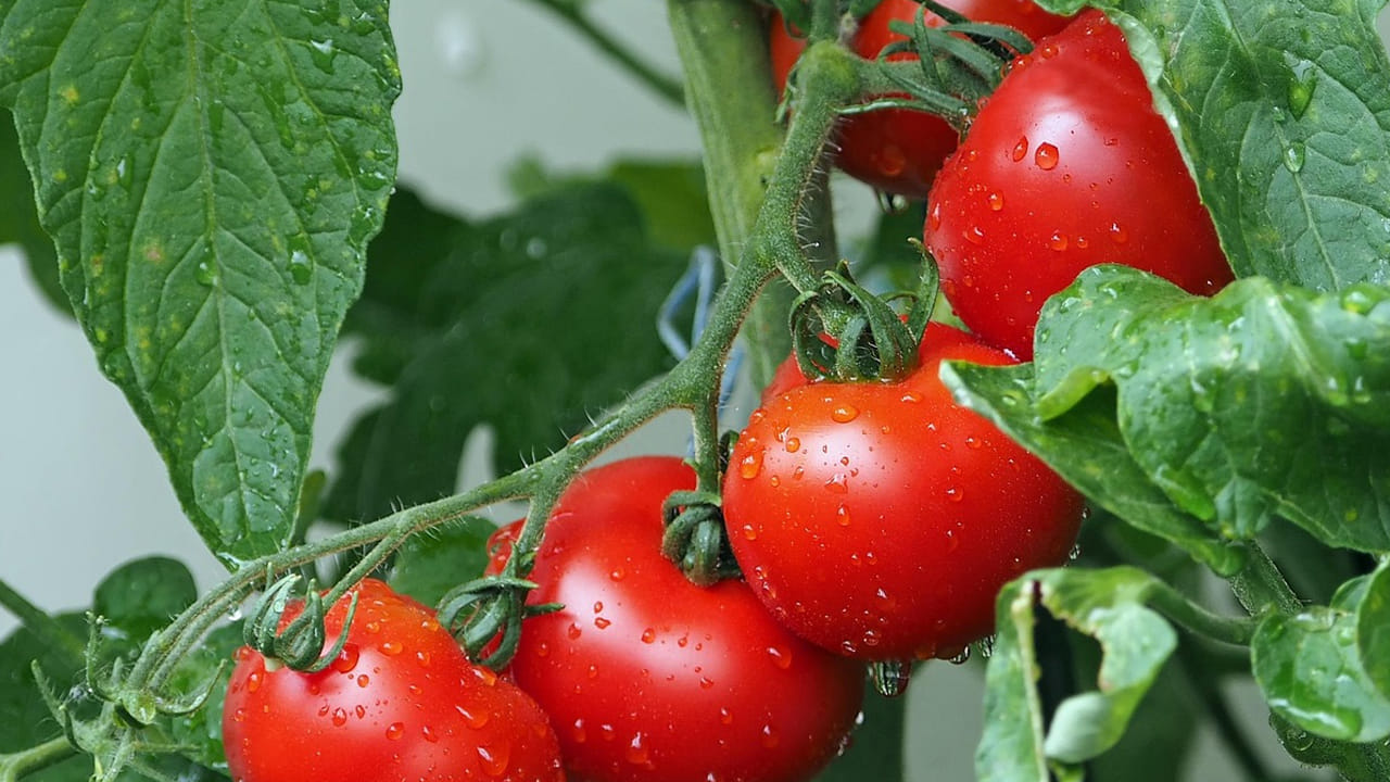 టమాటా ధరలు గురించి ప్రత్యేకించి చెప్పాల్సిన అవసరం లేదు. ఎందుకంటే, ఇవి ఒక్కోసారి ధరలు అమాంతం పెరుగుతాయి. ఇంకోసారి భారీగా తగ్గుతాయి. అయితే, ఇలా తగ్గిన రోజులు 5 కేజీలు ఒకేసారి కొనేసి నిల్వ చేస్తారు.