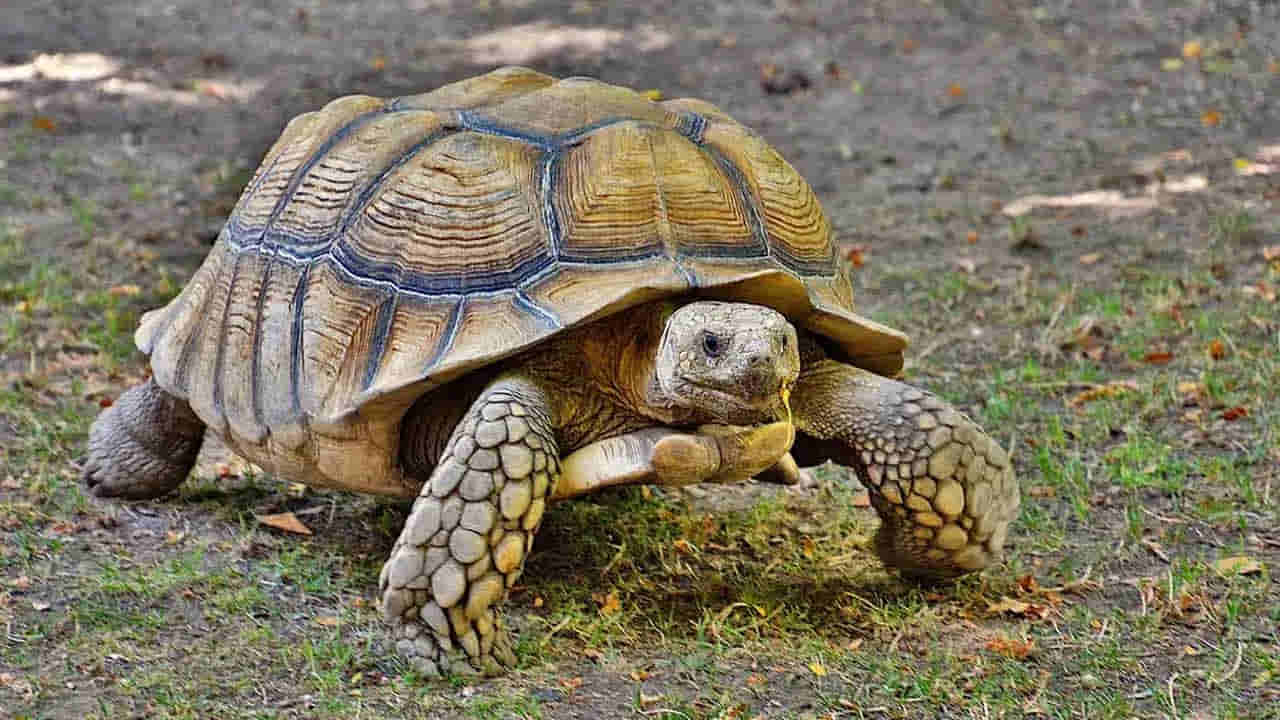 Vastu tips: ఇంట్లో తాబేలు ఉంటే ఎన్ని లాభాలో తెలుసా? ఈ తప్పులు అస్సలు చేయొద్దు