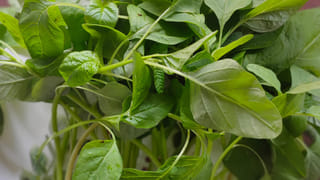 ఉదయం Vs సాయంత్రం.. కొబ్బరి నీళ్లు ఎప్పుడు తాగితే ఆరోగ్యానికి మంచిది..?