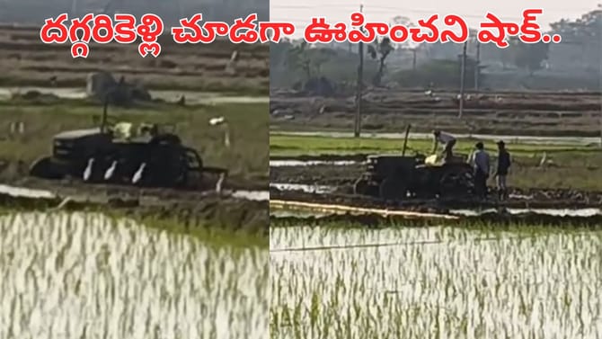డ్రైవర్ లేకుండానే పొలం దున్నిన ట్రాక్టర్.. తీరా దగ్గరికి వెళ్లి