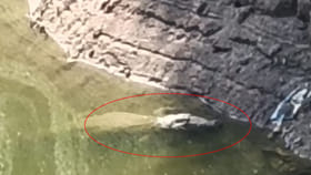 కెనాల్‌లో అలికిడి శబ్దం..