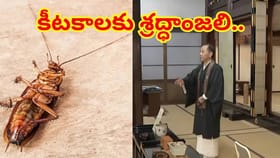 Viral News: మీ ఆత్మలు శాంతించుగాక! ఈగలు, బొద్దింకలకు నివాళి..