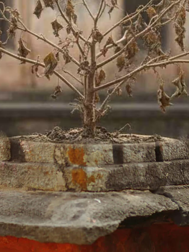 తులసి మొక్క ఎండిపోయిందా? ఇలా చేయకపోతే నష్టం మీకే!