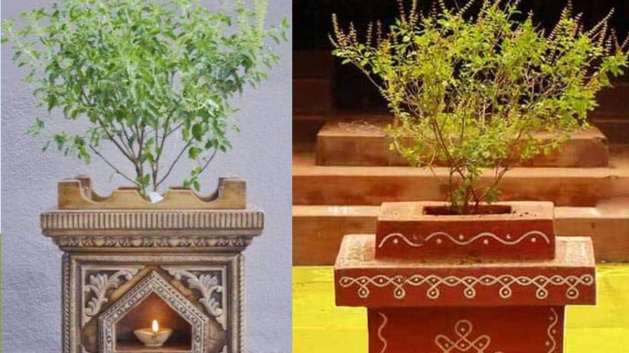 Tulasi Plant: ఇంట్లో తులసి మొక్క వాడిందా.. తొలగించేప్పుడు ఈ జాగ్రత్తలు తీసుకోకపోతే.. దరిద్రమే!