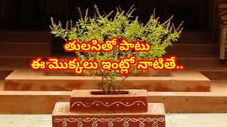 ముగ్గులు బియ్యం పిండితోనే ఎందుకు వేస్తారు? సంప్రదాయం, శాస్త్రీయతే కాదు మరో కోణం కూడా