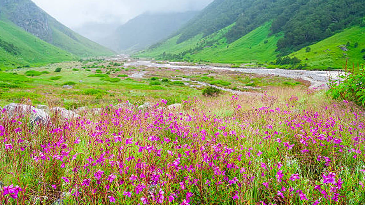 ఫ్లవర్ లోయ, ఉత్తరా ఖండ్ : ఉత్తరా ఖండ్ పూల లోయ ఎవరికి నచ్చదు చెప్పండి. ప్రేమికుల మనసు దోచుకోవడంలో ఇది ముందు ఉంటుంది.  ఇక్కడ ఎన్నో రకాల అందమైన పూలు దర్శనం ఇస్తాయి. లావెండర్, గులాబీ, జాస్మిన్ తోటల నుంచి ఎన్నో రకాల పూలు ఉంటాయి. ఈ రకరకాల పూల మధ్య మీ ప్రేమను వ్యక్త పరచడం మీ జీవితంలోనే అద్భుతమైన, మధురమై జ్ఞాపకంలా మిగిలిపోతుంది.