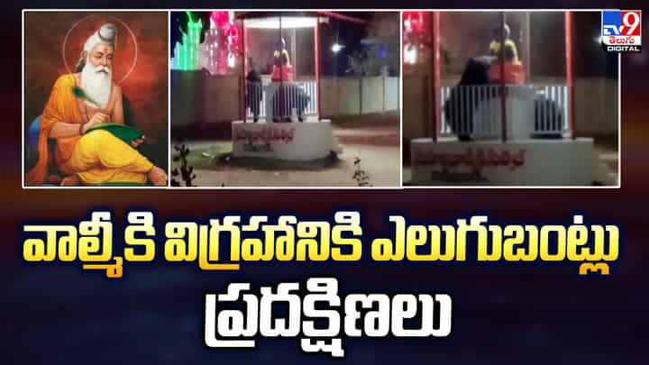వాల్మీకి విగ్రహానికి ఎలుగుబంట్లు ప్రదక్షిణలు వాల్మీకి విగ్రహానికి ఎలుగుబంట్లు ప్రదక్షిణలు