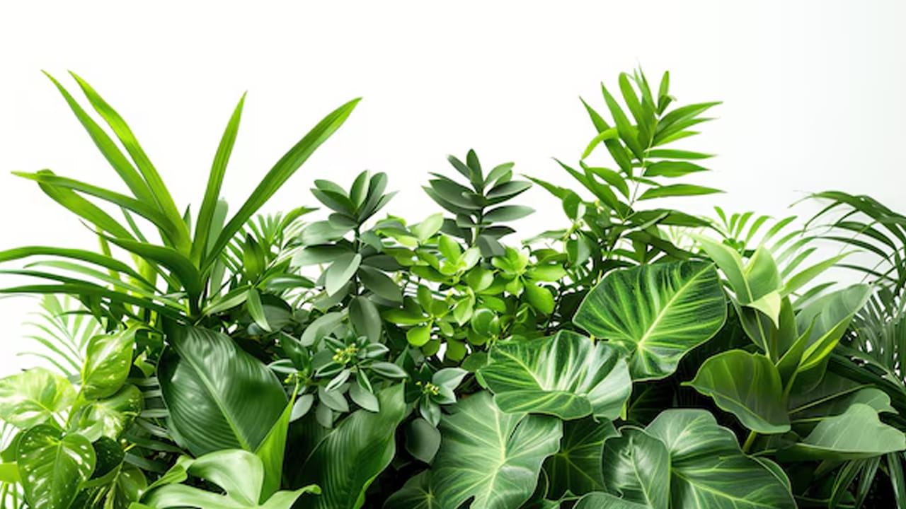 అలాగే న్యూ ఇయర్ రోజు పచ్చని మొక్కలు ఇంటిలో నాటుకోవడం చాలా మంచిది. ముఖ్యంగా తులసి, మనీ ప్లాంట్ వంటి ఆకుపచ్చ మొక్కలు ఇంటిలో నాటుకోవడం వలన ఇంటిలో సానుకూల శక్తి పెరిగి, ఇది ఇంటిలో ఆనందానికి కారణం అవుతుందంట. అలాగే, మీకు ఏడాది పొడవు చాలా అద్భుతంగా ఉంటుందంట.