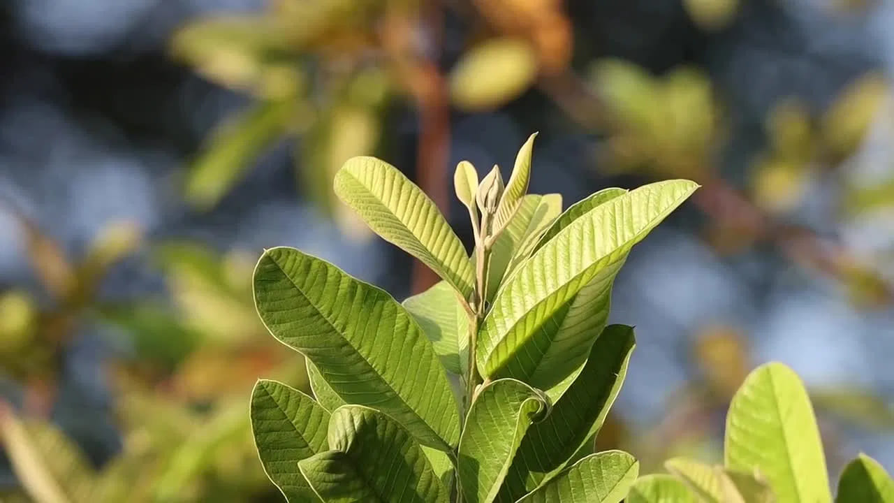 వాస్తు ప్రకారం ఇంటిలో జామ చెట్టు ఉండటం మంచిదేనంట. కానీ అది సరైన దిశలో ఉన్నప్పుడే ఎలాంటి వాస్తు సమస్యలు తలెత్తవు అని చెబుతున్నారు వాస్తు నిపుణులు. ఇంటిలో సానుకూల శక్తి పెరగాలి అంటే తప్పకుండా వాస్తు ప్రకారం ఇంటి లోపల జామ చెట్టును తూర్పు లేదా ఈశాన్య దిశలో నాటాలంట. దీని వలన ప్రతికూల శక్తి తగ్గిపోతుంది. సానుకూల శక్తి పెరుగుతుంది.