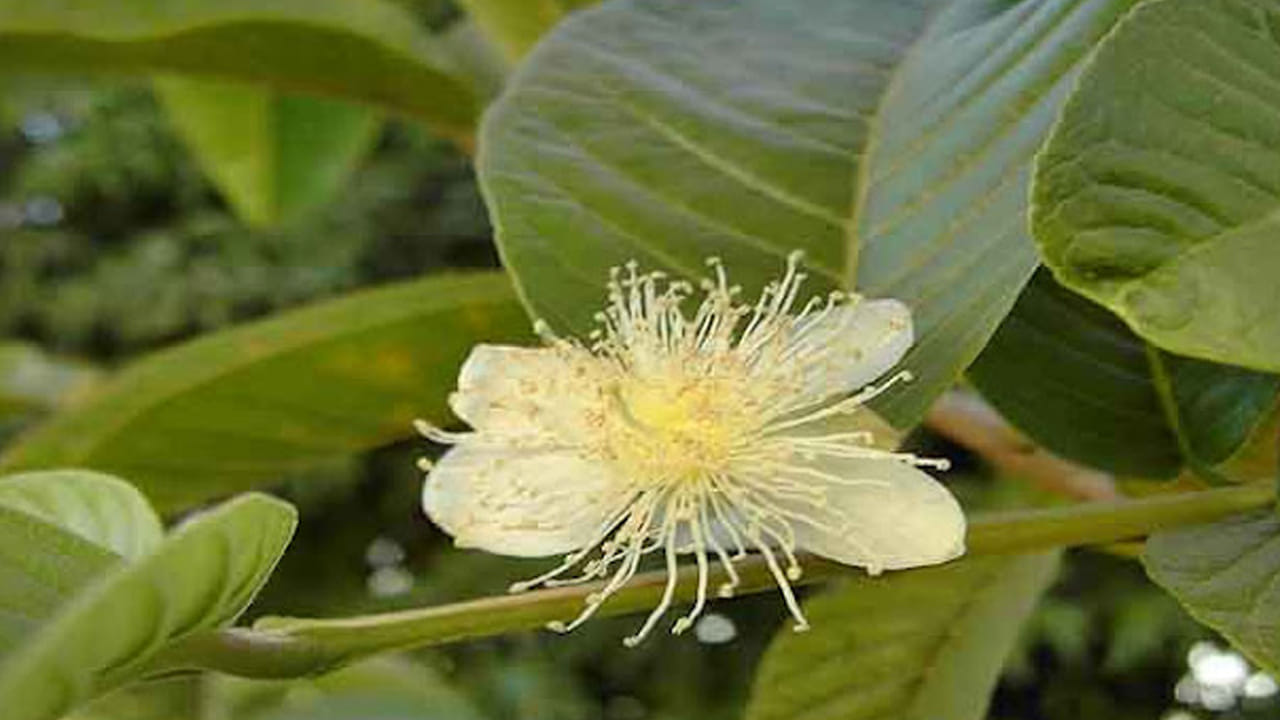 ముఖ్యంగా జామ చెట్టు ఎప్పుడు కూడా ఇంటి ప్రధాన ద్వారానికి ఎదురుగా లేదా ఇంటి గోడకు దగ్గరగా ఉండకూడదంట. ముఖ్యంగా ఇంటికి నైరుతి దిశలో అస్సలే జామ చెట్టు నాటకూడదంట. దీని వలన ఇంటిలో ఆందోళనకర పరిస్థితులు, ఆర్థిక సమస్యలు వస్తాయని చెబుతున్నారు వాస్తు శాస్త్ర నిపుణులు. అంతే కాకుండా ఇంటి ముందు ఎండిపోయినా, వాడిపోయిన జామ చెట్టు ఉండటం శుభప్రదం కాదు. ఇది ఇంటికి దురదృష్టాన్ని తీసుకొస్తుందంట. అందుకే ఇంటి వద్ద ఎప్పుడూ పచ్చగా ఉండే చెట్టు మాత్రమే ఉండాలి.