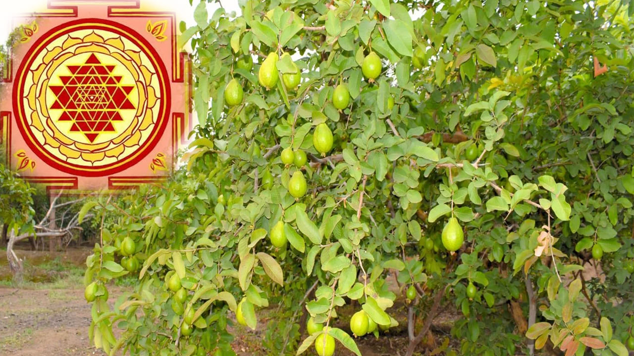 వాస్తు : ఇంటిలో జామ చెట్టు ఉండటం మంచిదేనా? ఉంటే ఏ దిశలో ఉండాలి? | Can a ...