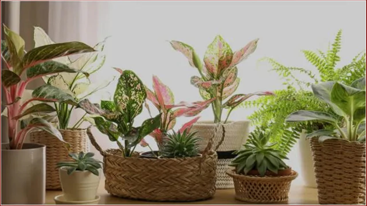 జ్యోతిష్య శాస్త్రంలో వాస్తు శాస్త్రానికి చాలా ప్రాముఖ్యత ఉంటుంది. అందుకే చాలా మంది వాస్తు బాగుండాలని, లక్ష్మీదేవి అనుగ్రహం కలగాలని ఇంటిని అదంగా అలంకరించుకుంటారు. దీని కోసం ఎక్కువగా, ప్లాస్టిక్ మొక్కలు, పూలు పెడుతుంటారు. కానీ వాస్తు శాస్త్రం ప్రకారం ఇంటిలో ప్లాస్టిక్ మొక్కలు ఉండటం శ్రేయస్కరం కాదంట, ఇది పలు రకాల సమస్యలకు కారణం అవుతుందంట.