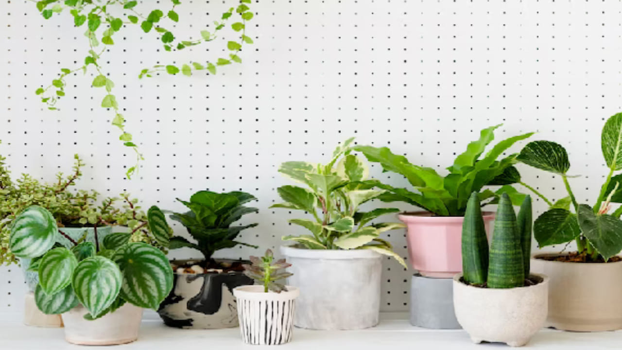 ఇక ఇంటిలో చాలా మంది ఎక్కువ కృత్రిమ మొక్కలనే పెడుతుంటారు. కానీ ఇవి నెగటీవ్ శక్తిని ప్రేరేపిస్తాయంట. కుటుంబ వాతావరణాన్ని కూడా దెబ్బతీసే ప్రమాదం ఉందని చెబుతున్నారు వాస్తు శాస్త్ర నిపుణులు. ఎవరి ఇంటిలోనైతే కృత్రిమ పూల మొక్కలు ఎక్కువగా ఉంటాయో, వారి ఇంట ఎప్పుడూ కలహాలు , ఉద్రిక్తత వాతావరణం విభేదాలే ఉంటాయంట.