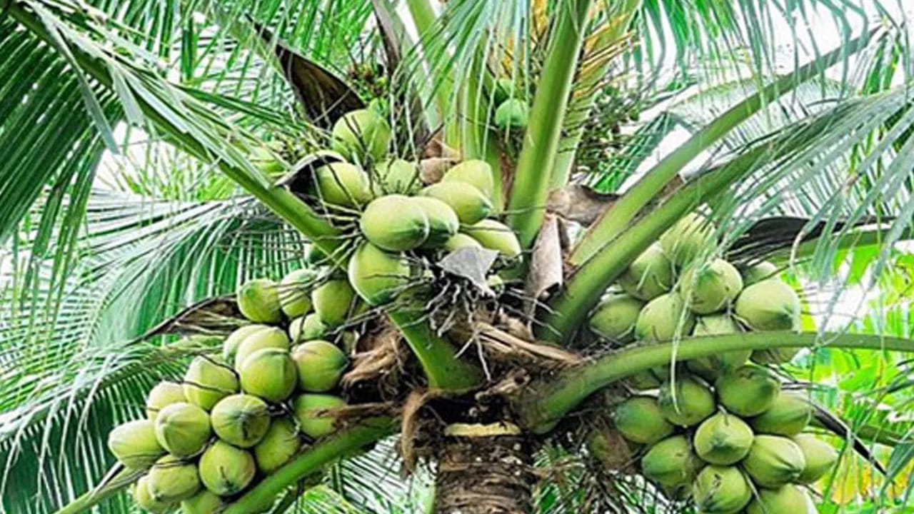 ముఖ్యంగా కొబ్బరి చెట్టును కల్పవృక్షం , కోరిన కోర్కెలు తీర్చే చెట్టు అని కూడా అంటారు. కొబ్బరి చెట్టు నుంచి కొబ్బరికాయ వస్తుంది. దీనిని ప్రతి పూజలో ఉపయోగిస్తారు. అందువలన ఈ చెట్టును చాలా పవిత్రమైన చెట్టు అంటారు, అలాగే కొబ్బరి చెట్టులో లక్ష్మీదేవి కొలువై ఉంటుందని, అందువలన ఎవరి ఇంటిలో అయితే సరైన దిశలో కొబ్బరి చెట్టు ఉంటుందో వారికి అన్ని విధాలుగా కలిసి వస్తుందని పండితులు చెబుతున్నారు.