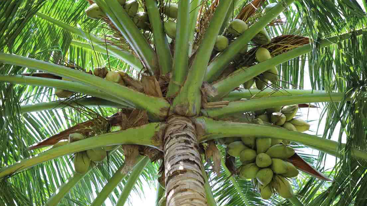 అయితే ఇంట్లో కొబ్బరి చెట్టు ఉండటం మంచిదే అయినప్పటికీ, అది ఉండే స్థానం విషయంలో మాత్రం తప్పకుండా వాస్తు నియమాలు పాటించాలంట.  వాస్తు శాస్త్రం ప్రకారం, కొబ్బరి చెట్టు అనేది ఇంటి దక్షిణ, నైరుతి, పశ్చిమ , ఆగ్నేయ దిశలో ఉండటం చాలా శ్రేయస్కరం. ఈ దిశల్లో ఉంటేనే ఇంటిలో ఆనందం, శ్రేయస్సు నెలకుంటుంది. అంతే కాకుండా కుటుంబంలో ఆనందకర వాతావరణం చోటు చేసుకుంటుంది. ఇంటిలోని వారికి కెరీర్ పరంగా కలిసి వస్తుంది.