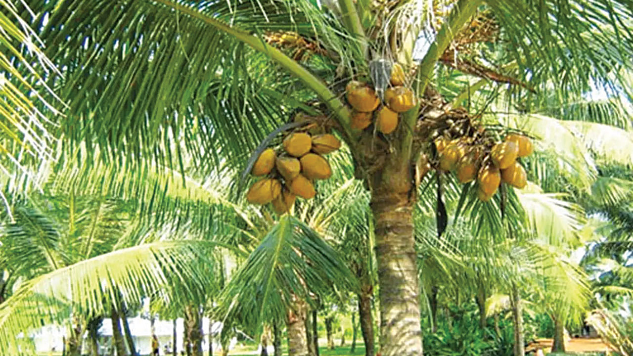 అయితే ఎవరి ఇంటిలో అయితే కొబ్బరి చెట్టు తూర్పు, ఉత్తర దిశలో ఉంటుందో వారు అనేక ఇబ్బందులు ఎదుర్కోవాల్సి వస్తుందంట. మరీ ముఖ్యంగా ఇంటి ప్రధాన ద్వారం కొబ్బరి చెట్టుకు సూటిగా ఉండకూడదంట. అంతే కాకుండా ఇంటి మీద కొబ్బరి చెట్టు నీడ పడటం కూడా మంచిది కాదంట. అందువలన ఉదయం తొమ్మిది నుంచి, మధ్యాహ్నం మూడుగంటల మధ్య కొబ్బరి చెట్టు నీడ అనేది ఇంటి మీద పడకుండా చూసుకోవాలంట.  లేకపోతే అనుకూల ఫలితాలు తగ్గిపోయి, ఇంట్లో నెగిటివ్ ఎనర్జీ పెరుగుతుందని చెబుతున్నారు వాస్తు శాస్త్ర నిపుణులు