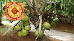 వాస్తు టిప్స్ : ఇంట్లో కొబ్బరి చెట్టు ఉండటం మంచిదేనా?